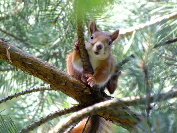 Squirrel on tree branch