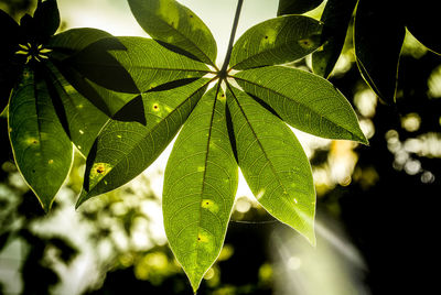 Close-up of green leaves on sunny day