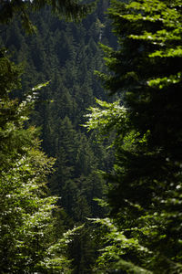 Scenic view of forest