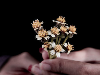 Close-up of hand holding flowering plant against black background