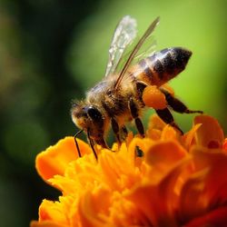 Close-up of honey bee on yellow flower