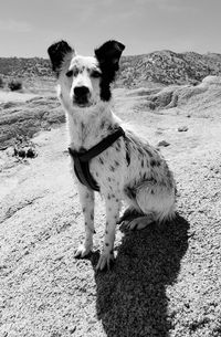 Portrait of dog on land