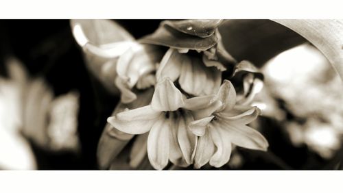 Close-up of flower