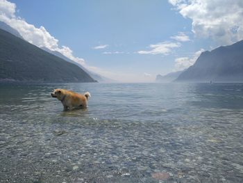 Horse in water against sky