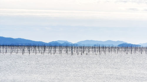 The view of various fishing nests off the coast of sinan county in south korea