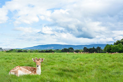 View of horse on field against sky