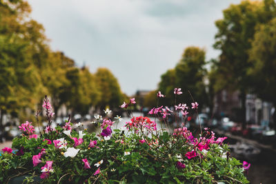 Close-up of pink flowering plants in park