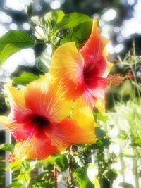 Close-up of fresh yellow hibiscus blooming outdoors