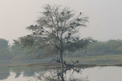 Low angle view of tree by lake against clear sky