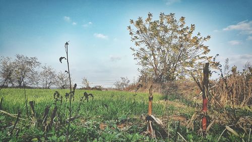 Scenic view of grassy field against cloudy sky