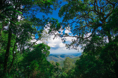 Scenic view of forest against sky