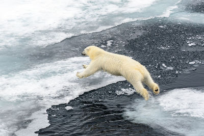 Polar bear jumping from ice floe to ice floe, north of svalbard in the arctic ocean