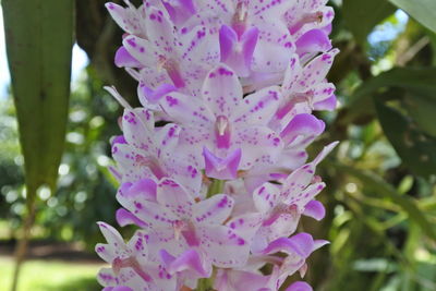 Close-up of pink flowering plant