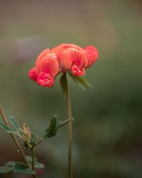 Red flower macro shot