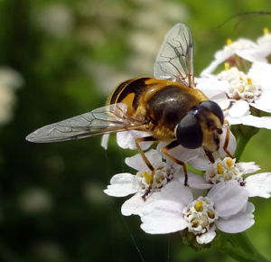 Close-up of bee pollinating on white flower