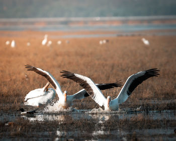 White pelicans ready to flight
