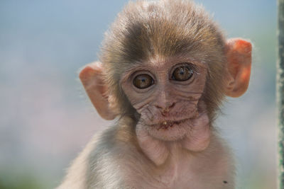 Portrait of monkey