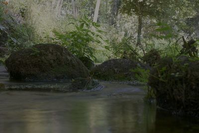 Reflection of trees in water