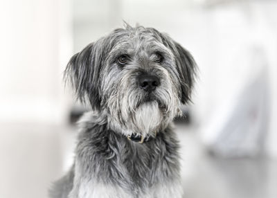 Close-up portrait of dog