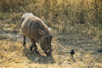 Warthog - wild boar of south africa