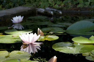 Lotus water lily in pond