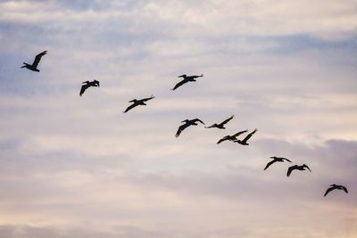 Low angle view of bird flying against cloudy sky