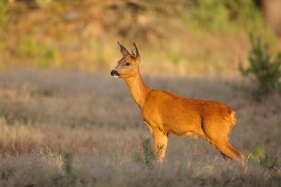 Side view of roe deer standing on field