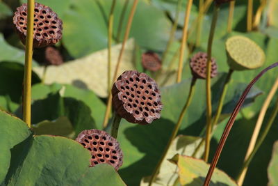 Close-up of flowers on plant