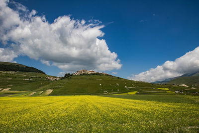 Scenic view of field against sky