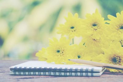 Close-up of yellow daisy on table