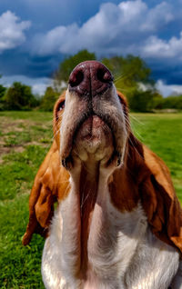 Close-up of dog on field