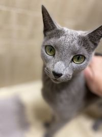 Close-up portrait of cat at home