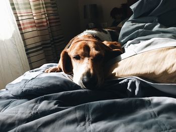 Close-up of dog sleeping on bed at home