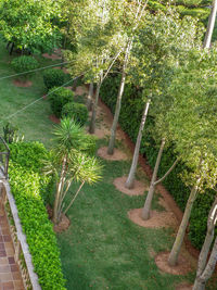 Close-up of plants against trees