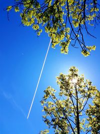 Low angle view of tree against blue sky