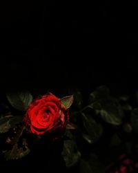 Close-up of rose bouquet against black background