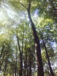 Low angle view of trees in the forest