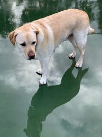 High angle view of dog on lake