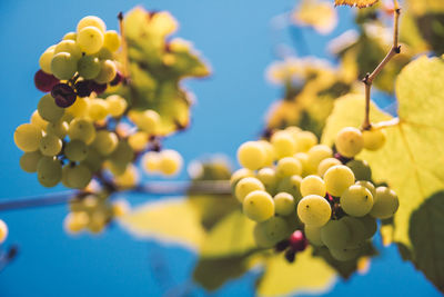 Low angle view of yellow flowers against clear blue sky