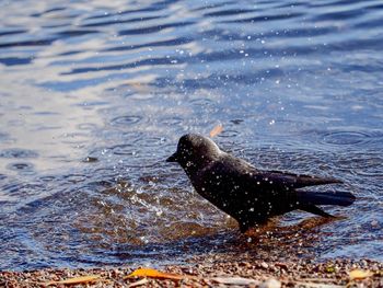 Side view of a duck swimming in lake