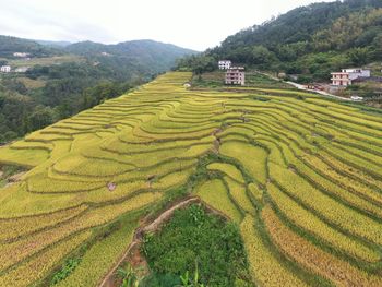 Scenic view of agricultural field