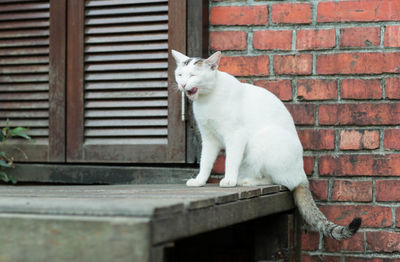 White cat sitting on brick wall