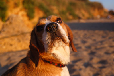 Close-up of a dog looking away