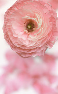 Close-up of pink flower