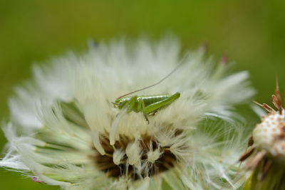 Close-up of insect on white flower