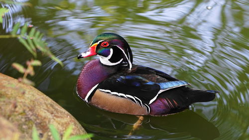 Close-up of duck in lake