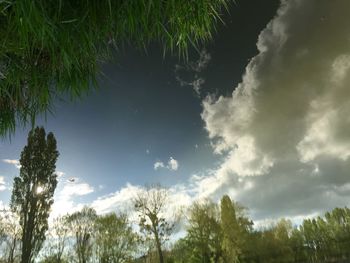 Low angle view of trees against sky