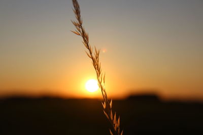 Close-up of silhouette plant against sunset