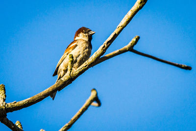 Low angle view of bird perching on branch against blue sky