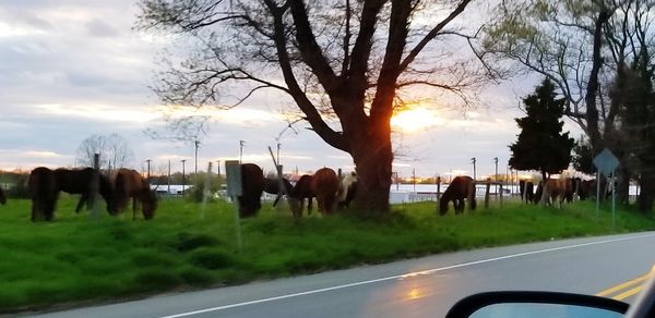 Panoramic view of horses on road against sky